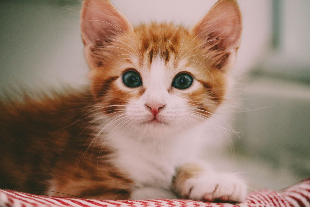 A young kitten resting safely indoors