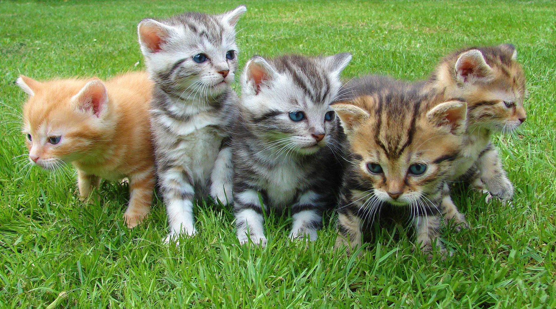 A group of young kittens outdoors