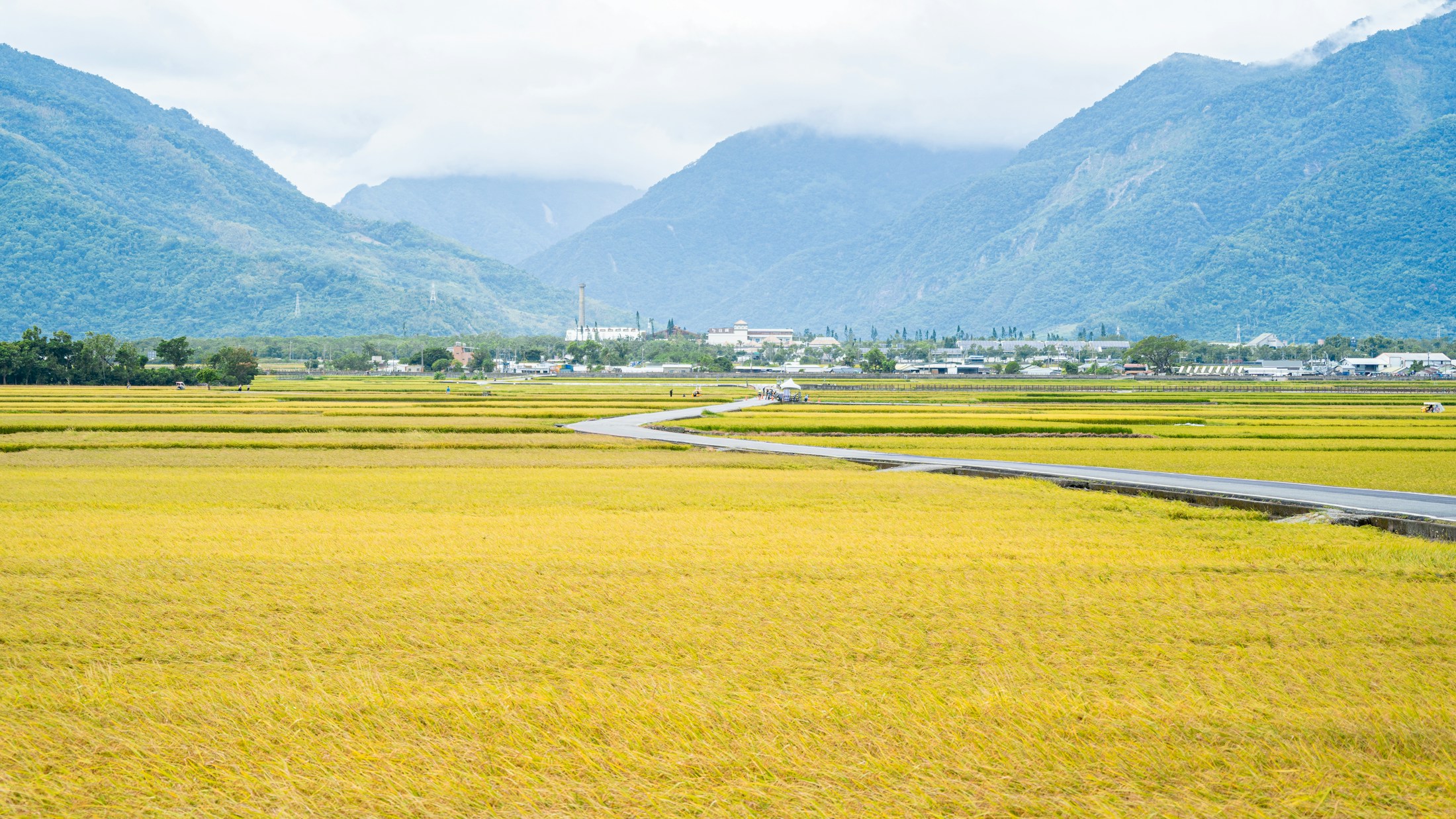 臺灣東部山谷與稻田景色