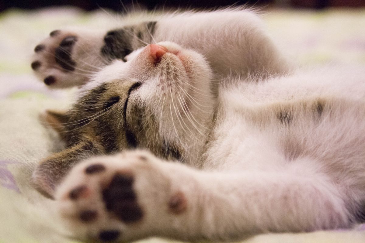 A cat sleeping peacefully in a safe home